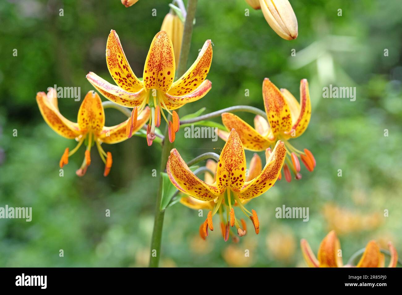 Lilium martagon 'Sunny Morning' en flor. Foto de stock