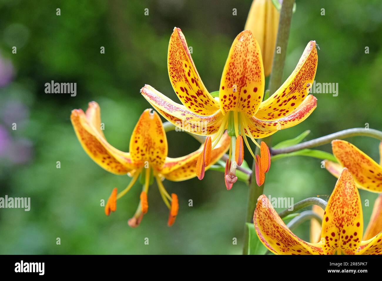 Lilium martagon 'Sunny Morning' en flor. Foto de stock