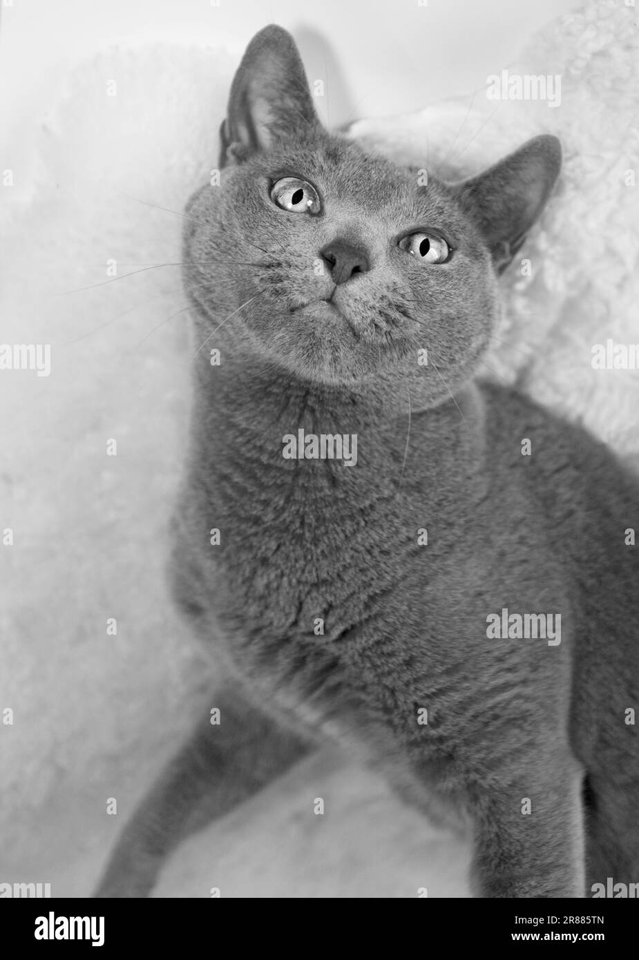 Retrato de un gato Azul Ruso, Foto de estudio Foto de stock