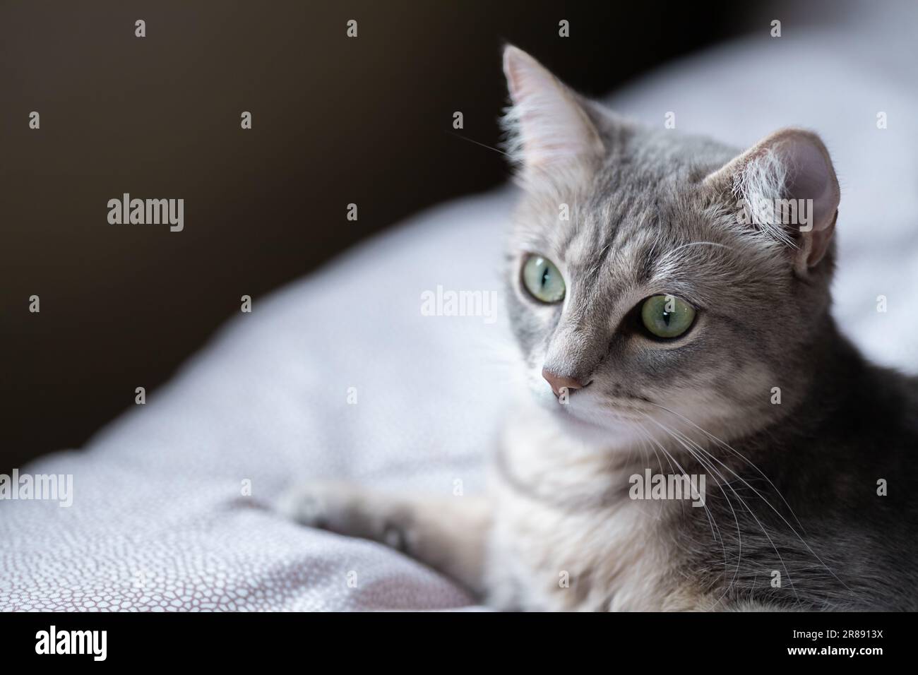 gato tabby rayado gris acostado en la cama en el interior doméstico Foto de stock