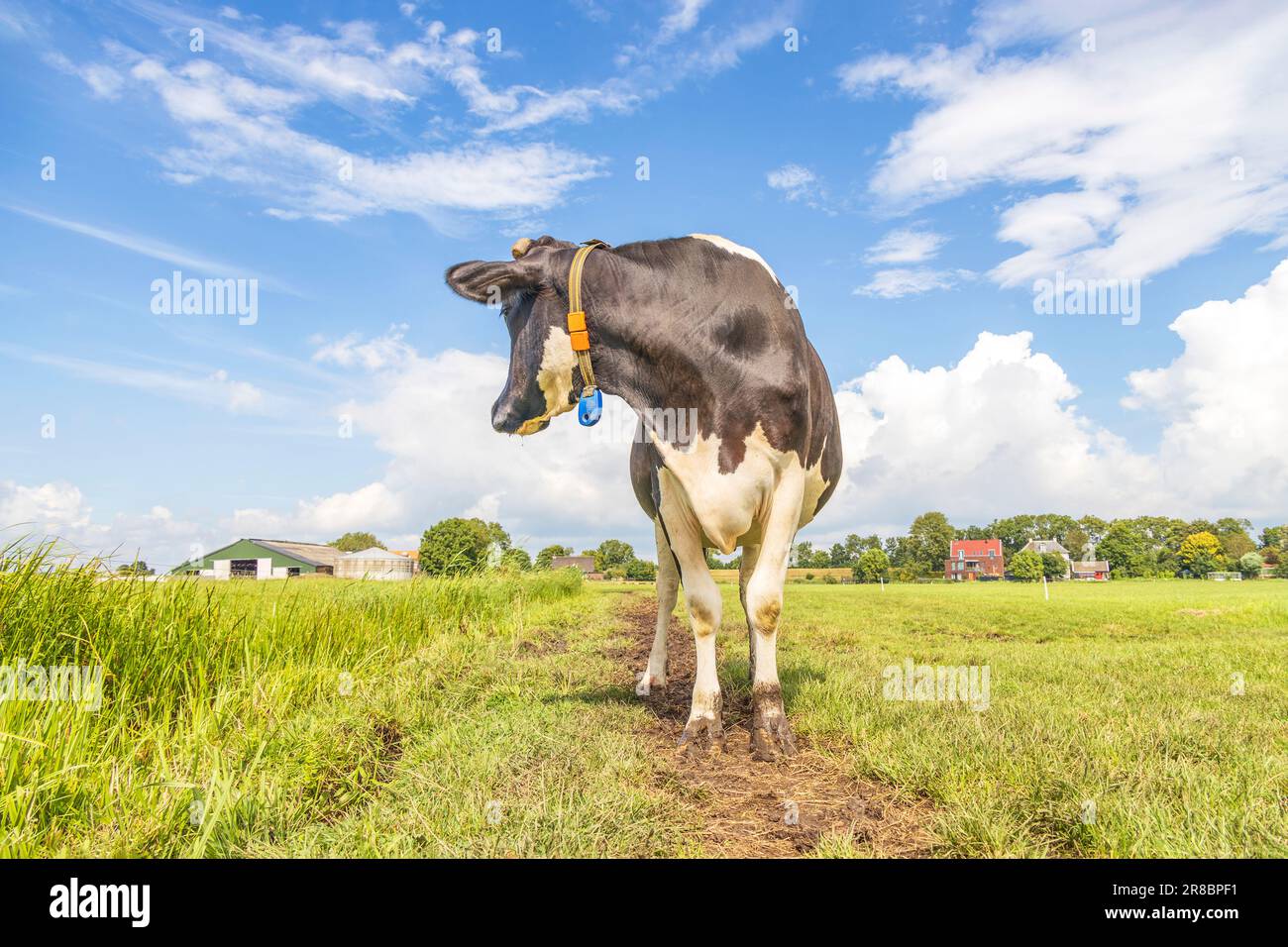Vaca girando la cabeza hacia atrás, en un camino de ordeño en verano blanco y negro en el campo bajo un cielo azul nublado Foto de stock