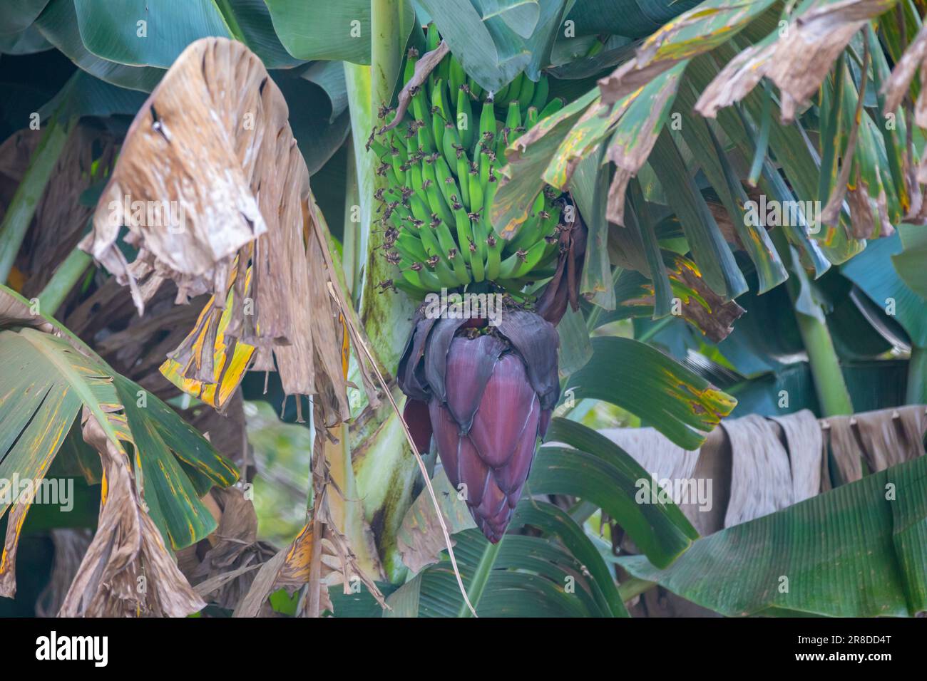 Árbol de plátano tropical con un montón de plátanos jóvenes y verdes. corazón de árbol de plátano Foto de stock