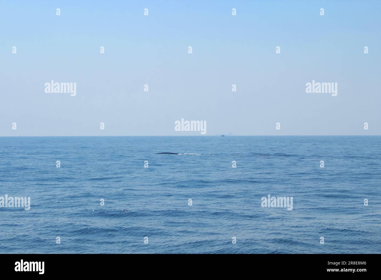 Ballenas navegando en el océano