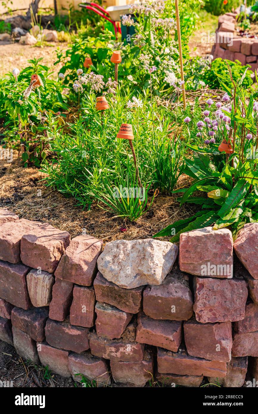 Espiral de hierba hecha de ladrillos para un pequeño jardín. Traducción no inglesa: Garlic, Sorrel Foto de stock