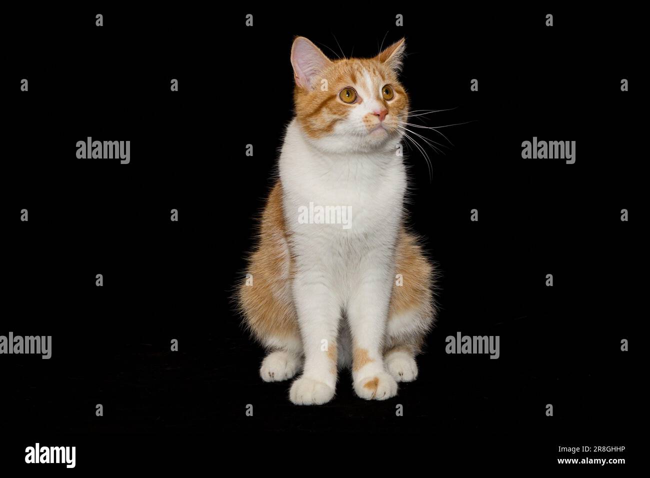 Retrato de un gato rojo y blanco sentado sobre un fondo negro Foto de stock