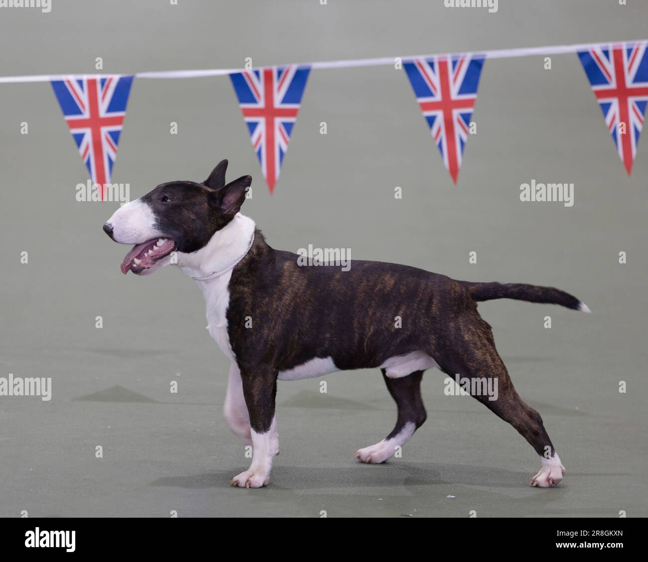 Un Bull Terrier en miniatura en el UK Vulnerable Breed Show Foto de stock