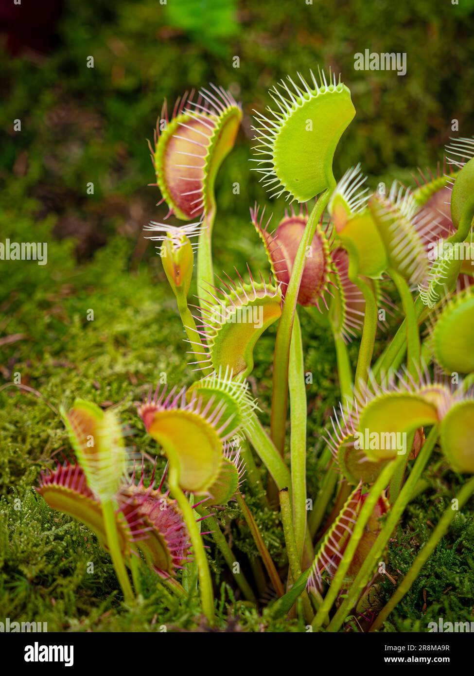 Primer plano de la trampa Venus Dionaea muscipula. Planta carnívora. Foto de stock