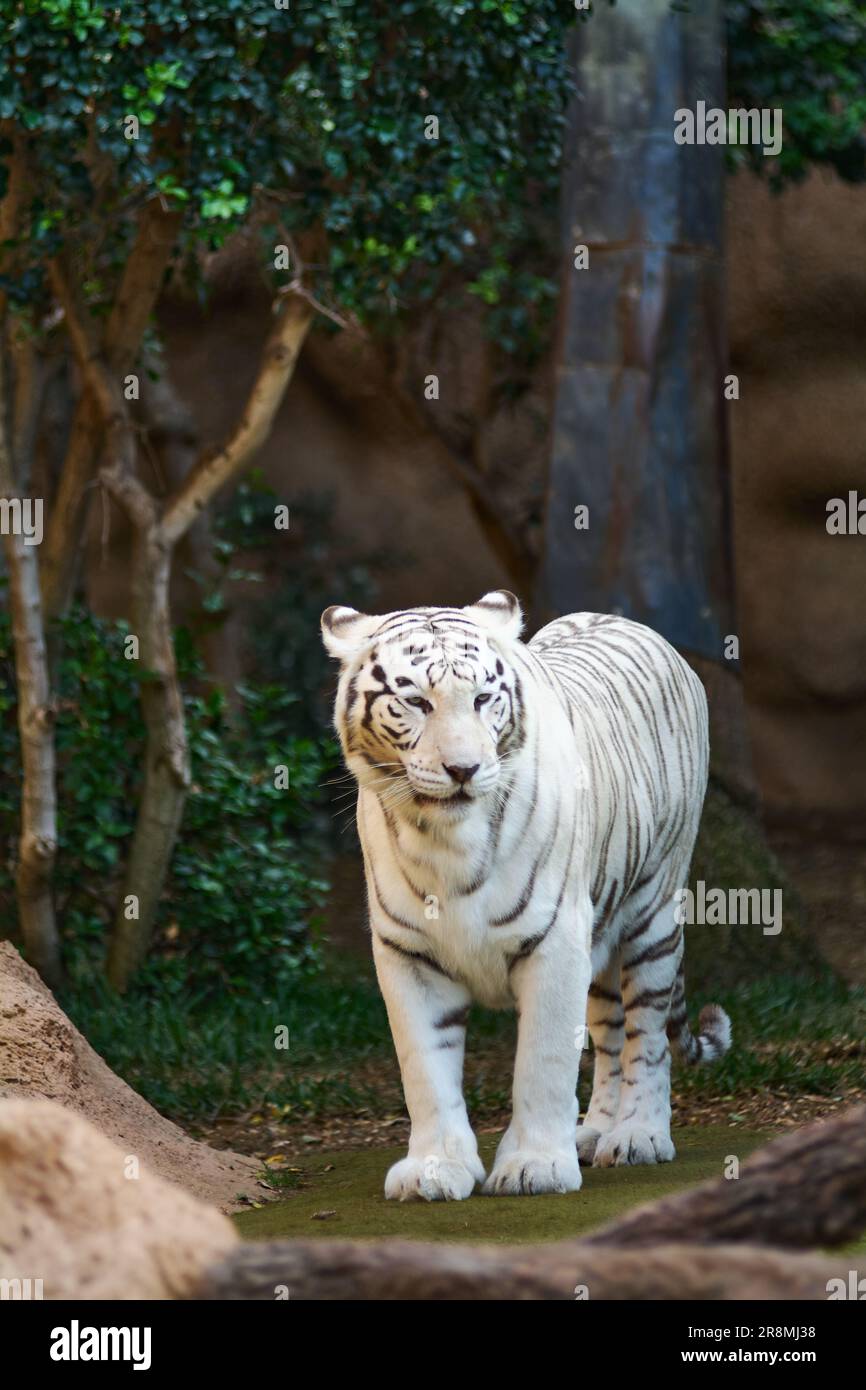 Tigre blanco de Bengala de pie y mirando a la cámara. Los tigres blancos solo se encuentran en zoológicos y parques de vida silvestre. Este ángulo es con tigre mirando directamente a Foto de stock