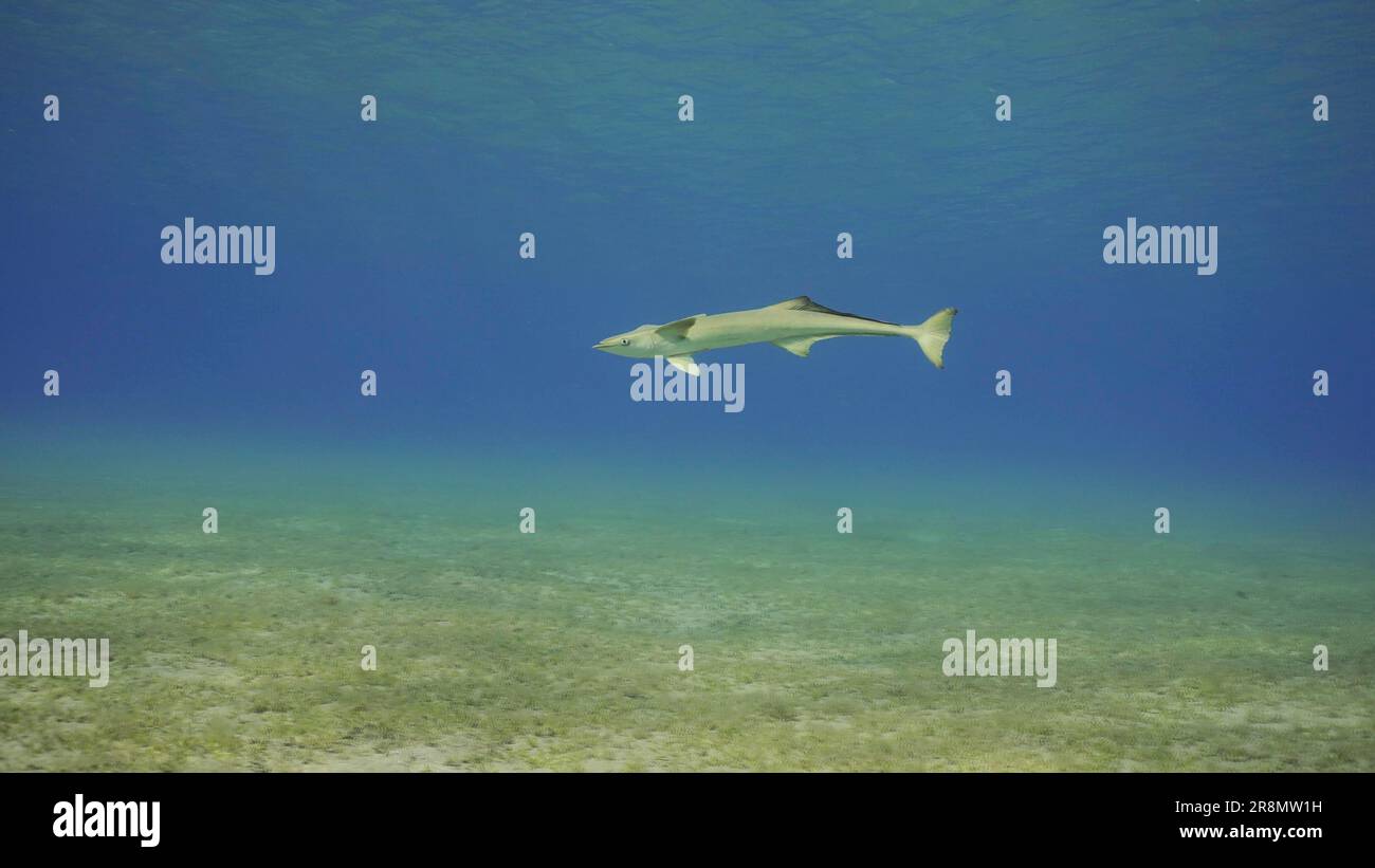 Los peces Remora comunes nadan en agua azul. Pez solitario Sucker nadando en la columna de agua en aguas poco profundas en los rayos del sol, Mar Rojo, Egipto Foto de stock