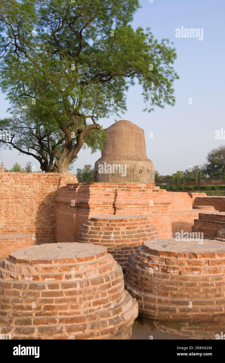 Dhamekh Stupa, Isipatana Deer Park, Sarnath, Uttar Pradesh, India Foto de stock