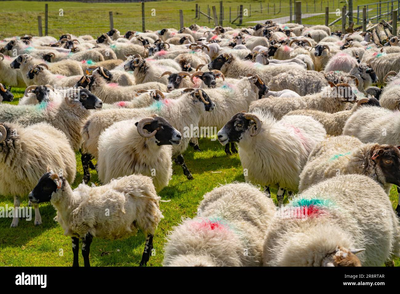 Bandada de ovejas en un recinto cerca de Reef Beach, Kneep, Isla de Lewis Foto de stock