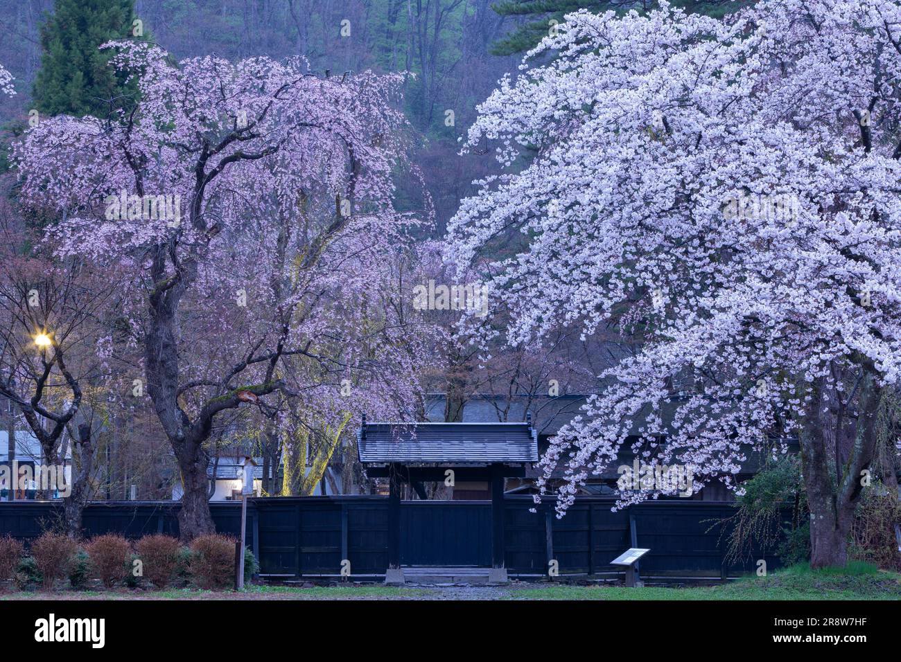 Flores de cerezo y paredes negras en Kakunodate Foto de stock