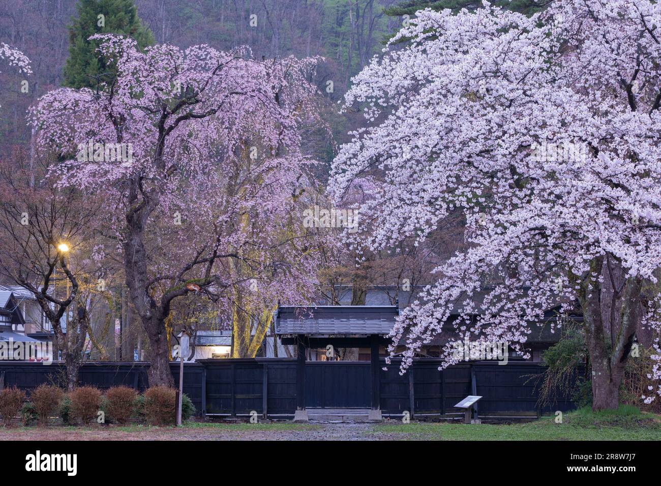 Flores de cerezo y paredes negras en Kakunodate Foto de stock