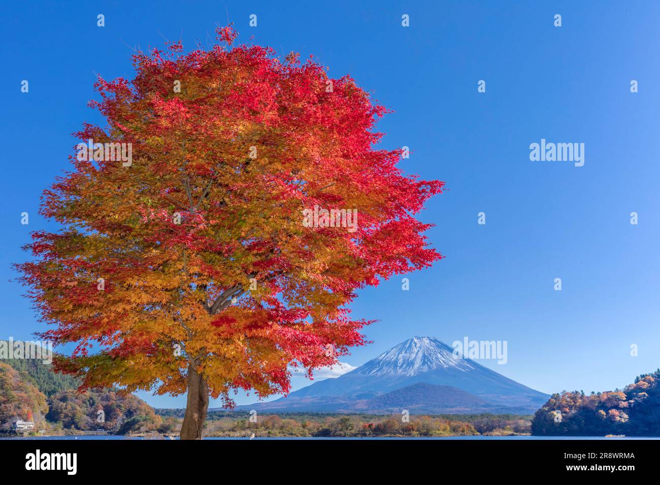 Color de otoño y Mt. Foto de stock