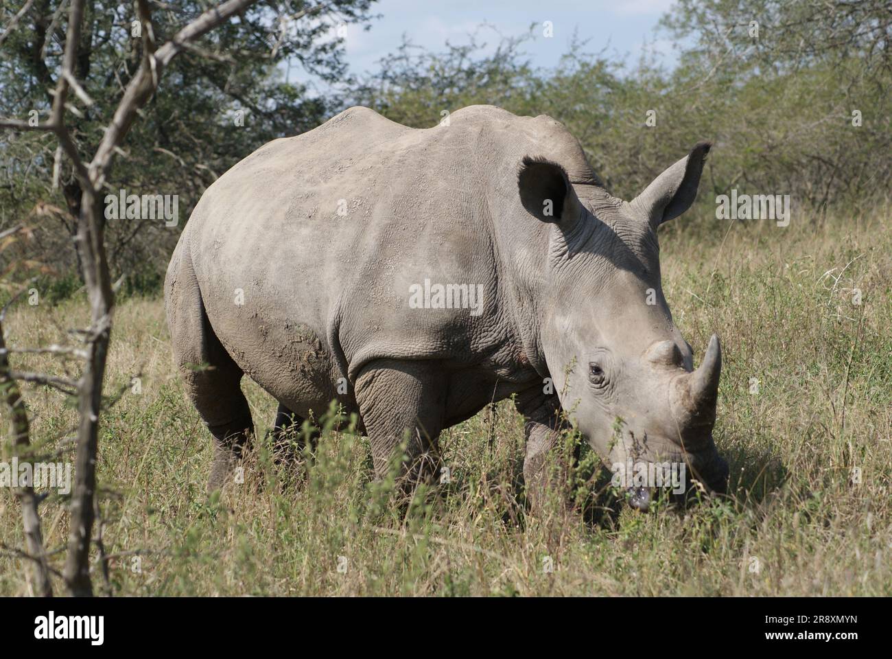 Rinoceronte africano Foto de stock