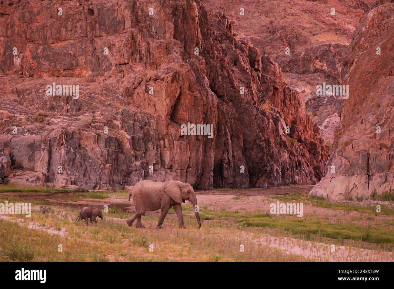 Elefante (Loxodonta africana), campamento de la costa de esqueletos, safaris salvajes, río Hoarusib cerca de Purros, Kaokoland, región de Kunene, Namibia Foto de stock