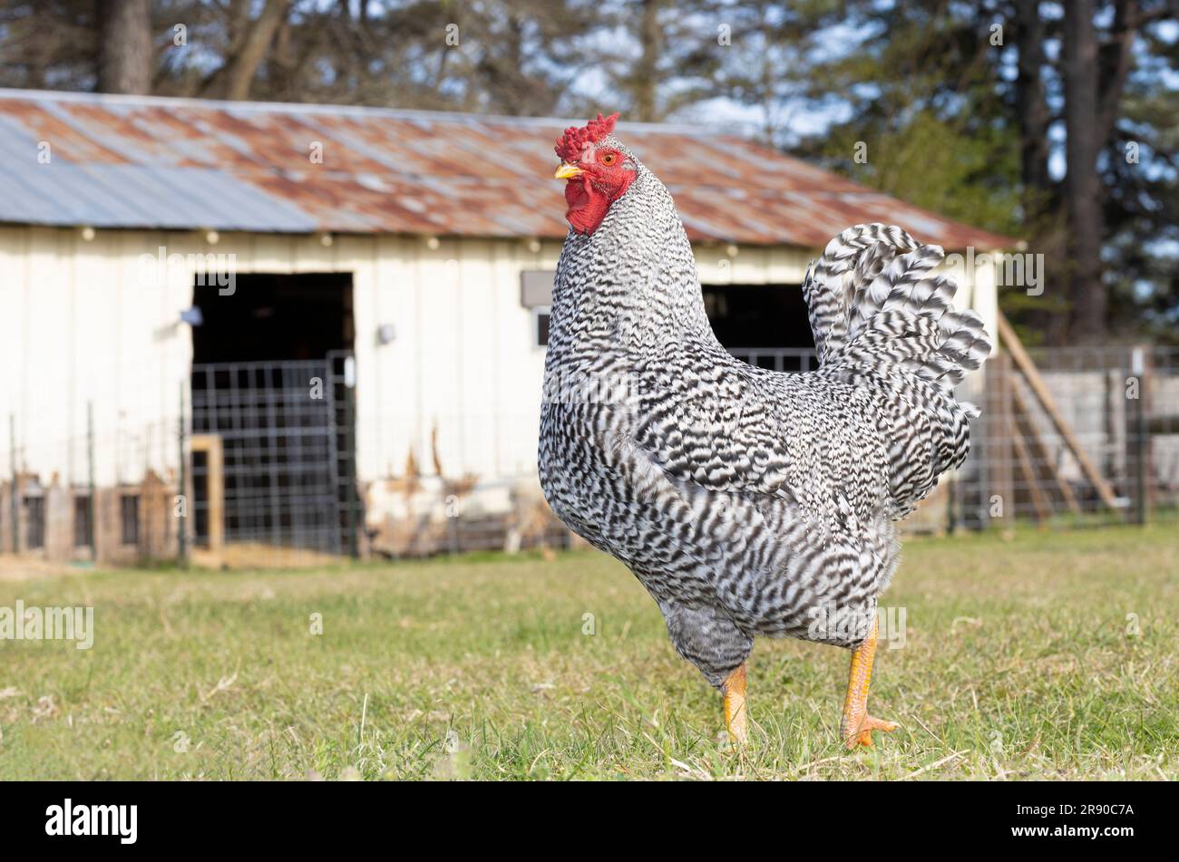 Orgulloso gallo de pollo Dominique parado frente a un granero roto Foto de stock