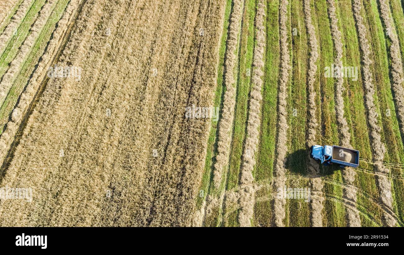 Máquina cosechadora que trabaja en la vista aérea del campo desde arriba, combine la máquina de la agricultura de la cosechadora que cosecha el campo maduro del trigo Foto de stock