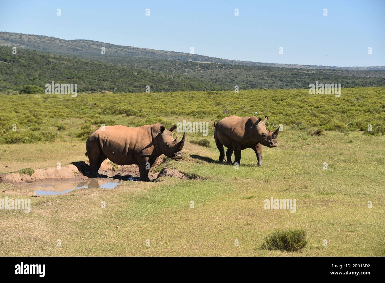 Gran formato cerca de dos rinocerontes salvajes, con grandes cuernos, cerca de un pozo de agua en la naturaleza sudafricana. Foto de stock