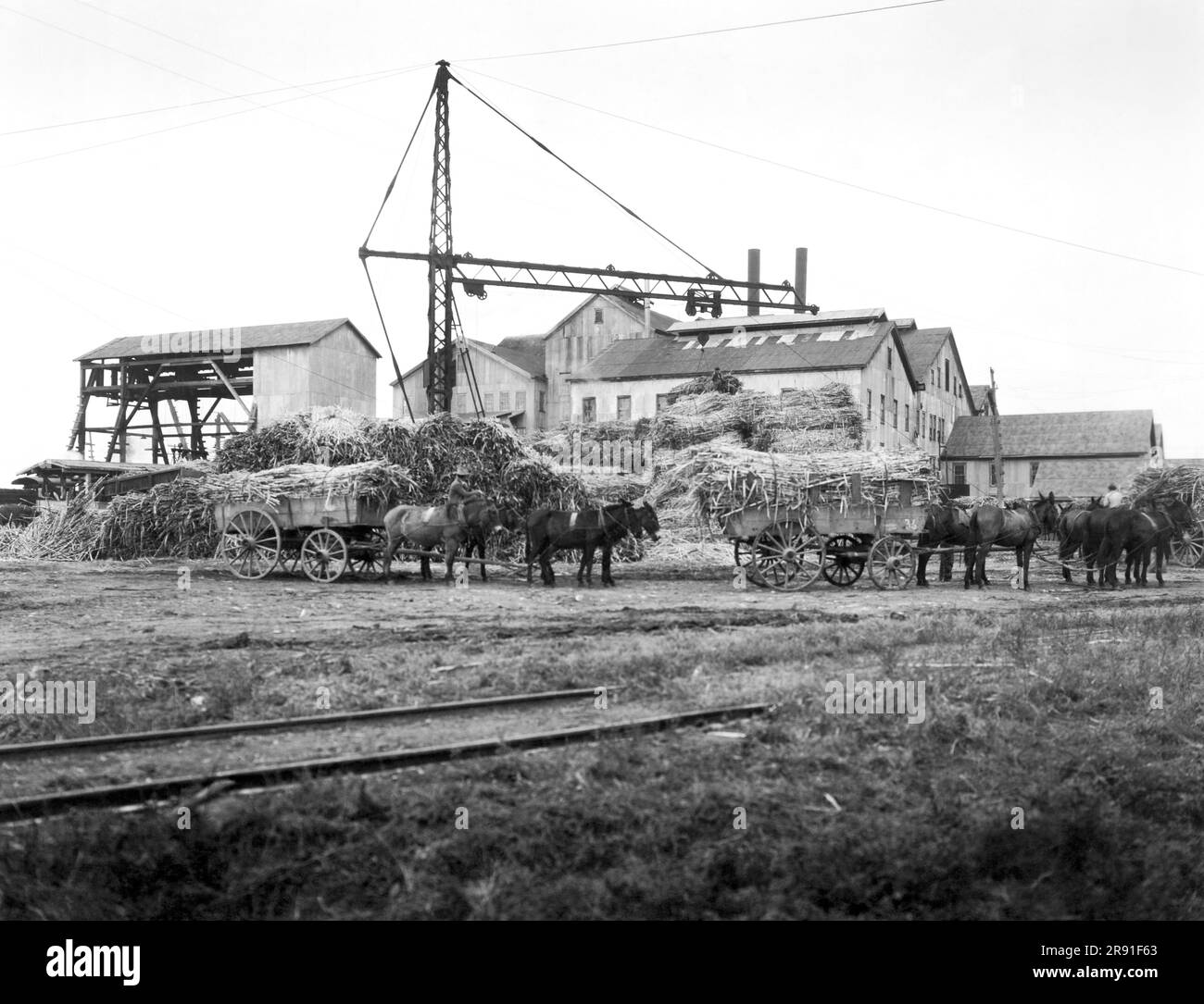 Mulas trabajando Imágenes de stock en blanco y negro - Alamy
