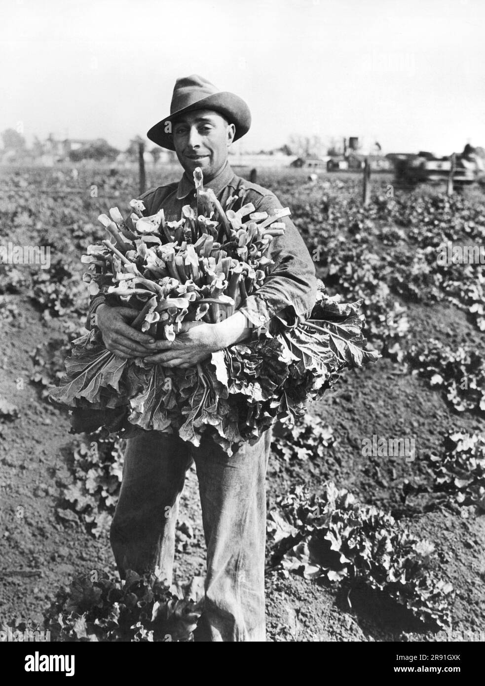 Condado de Alameda, California: c. 1926 Un trabajador que cosecha ruibarbo en algunos de los 1.600 acres dedicados a la cosecha en este condado del área de la bahía de San Francisco. Foto de stock