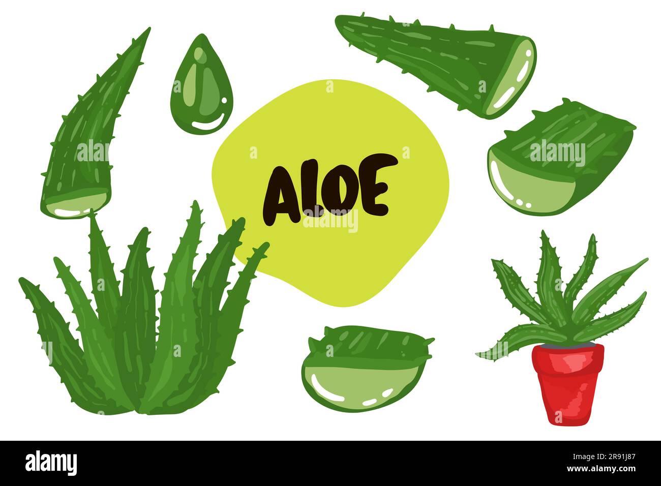 Aloe Vera Planta Medicinal Hojas Esquejes Y Gotas De Jugo Elementos Colección Sobre Fondo 7928