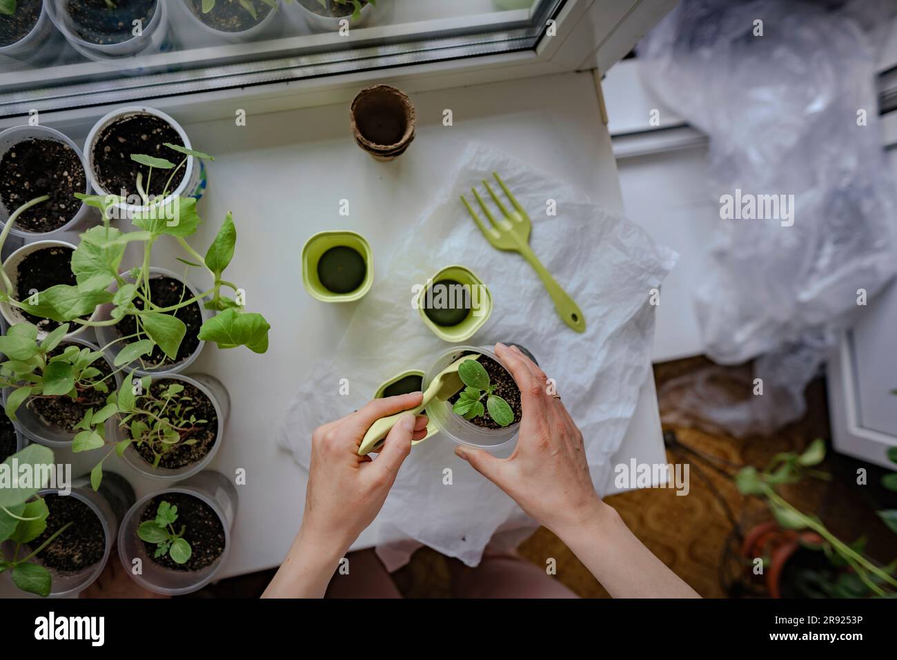 Manos de mujer con espátula jardinería en casa Foto de stock