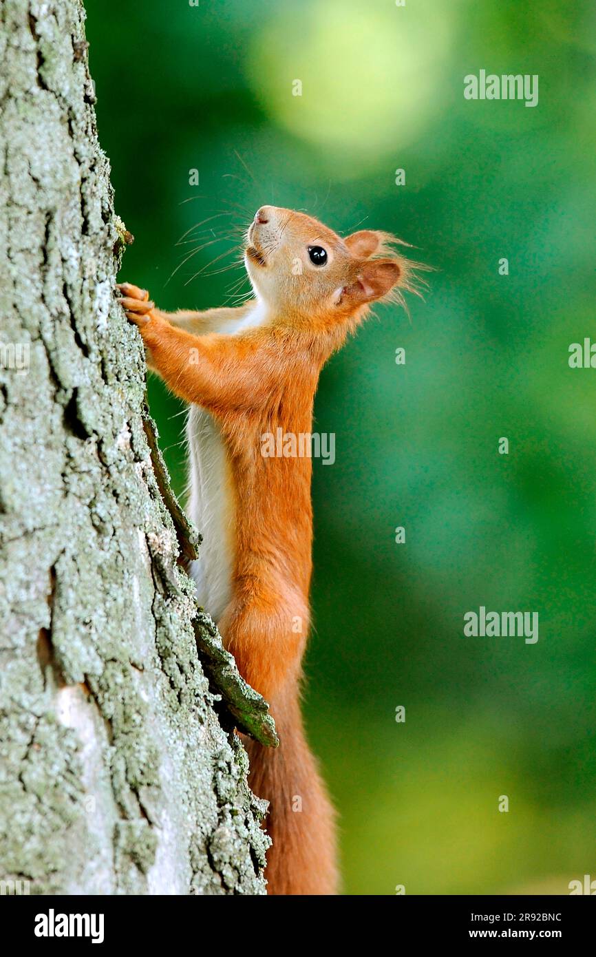 Ardilla roja europea, ardilla roja euroasiática (Sciurus vulgaris), subiendo un tronco de árbol, vista lateral, Alemania, Baden-Wuerttemberg Foto de stock