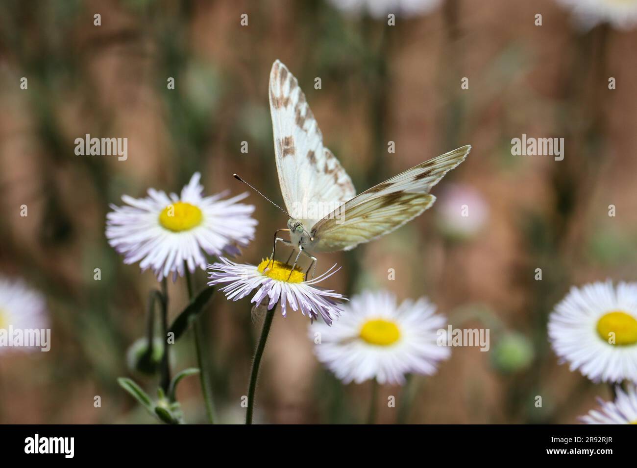 Hembra a cuadros blancos o protodice Pontia alimentándose de flores de fleabano en un patio en Payson, Arizona. Foto de stock