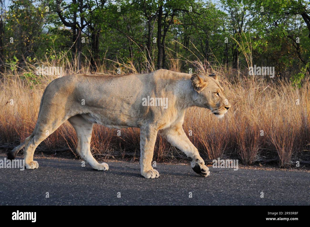 Un enorme león macho y una leona fueron vistos descansando al lado de una carretera en el Parque Nacional Kruger en preparación para una caza al atardecer Foto de stock