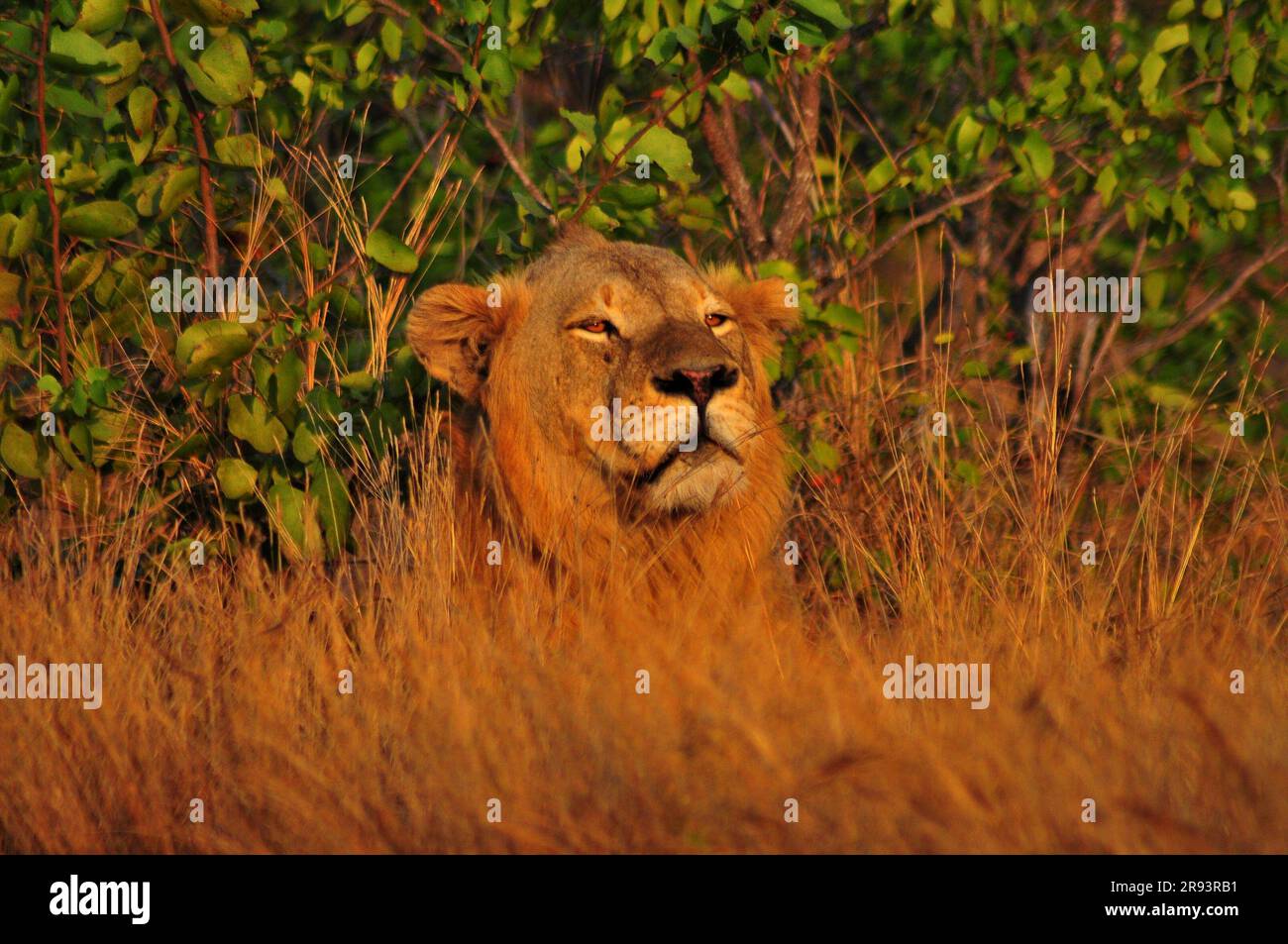 Un enorme león macho y una leona fueron vistos descansando al lado de una carretera en el Parque Nacional Kruger en preparación para una caza al atardecer Foto de stock