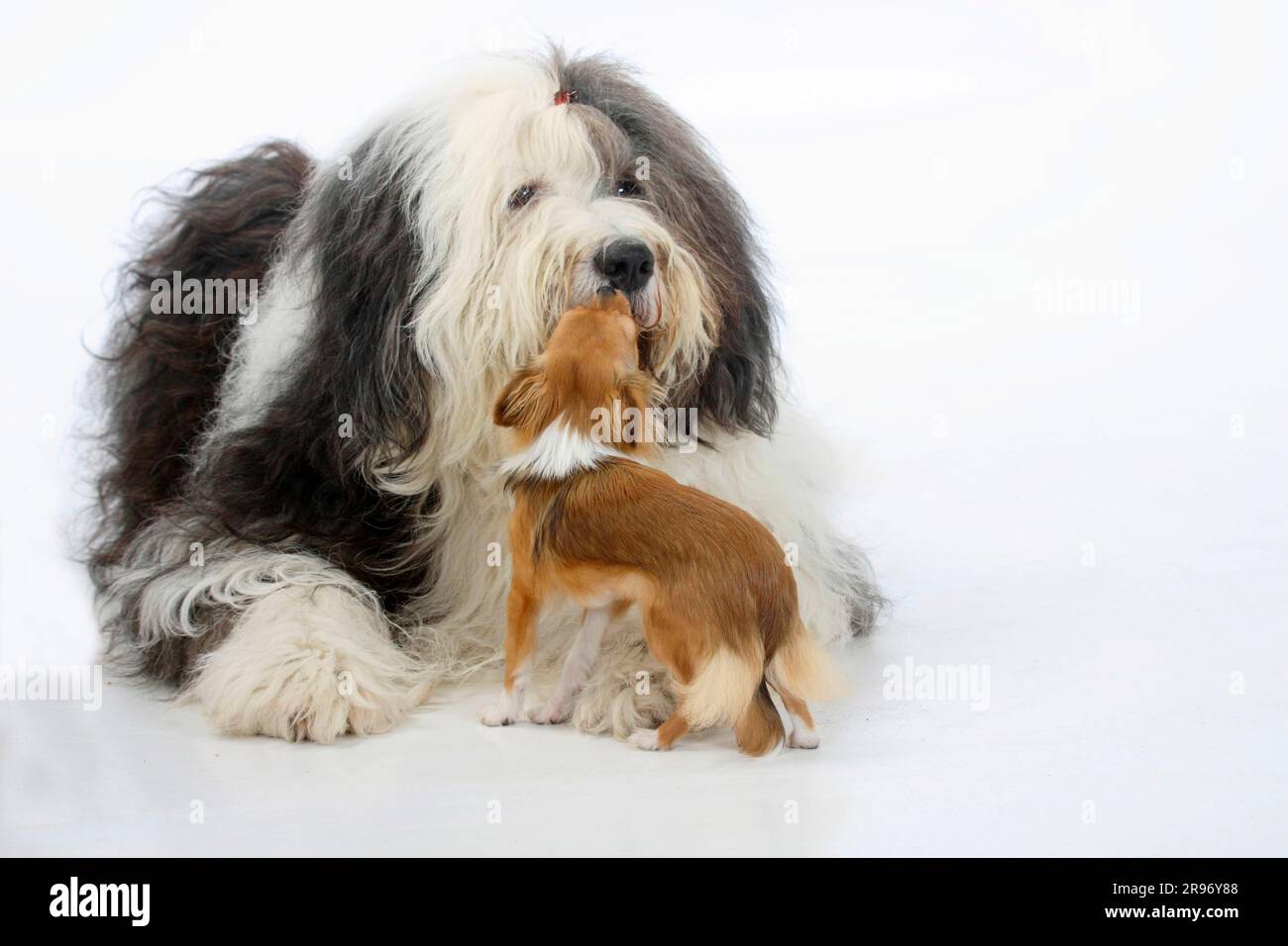 Bobtail Dog Running Perro Viejo Pastor Stock Photo 1162958359