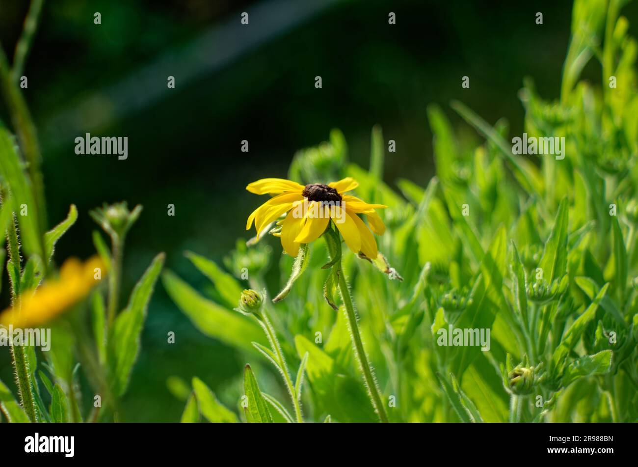 Manzanilla en el jardín en verano, primer plano Foto de stock