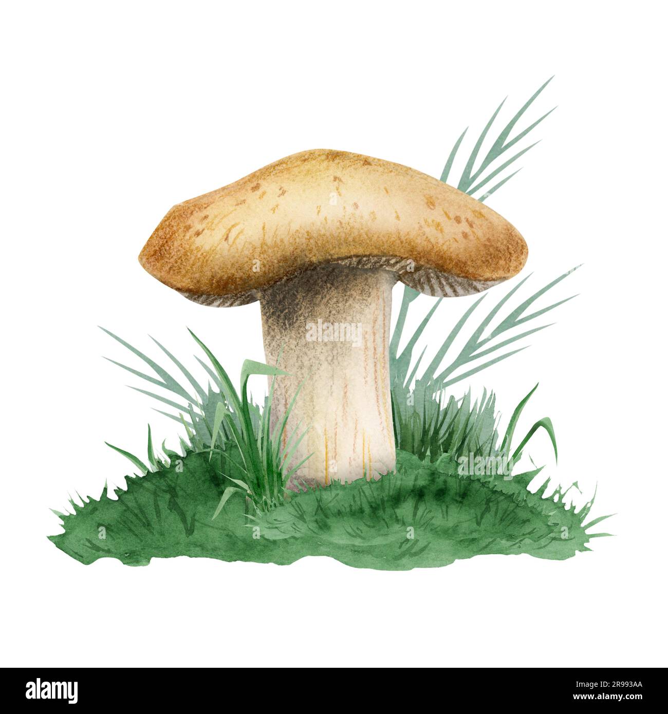 Hongo marrón que crece en la ilustración de acuarela de hierba verde aislado en blanco. Realista comestible Boletus edulis clipart Foto de stock