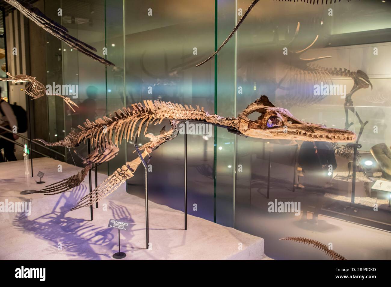 La thililua longicollis en la galería global Museo Nacional de Naturaleza y Ciencia. El primer plesiosaurio policótido descubierto en África. Foto de stock