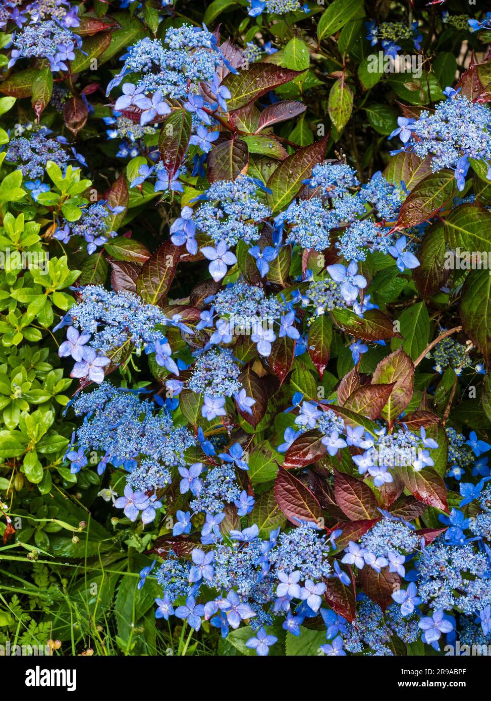 Floretes de rayo azul y hojas oscuras de la hortensia de montaña lacecap, Hydrangea serrata 'Garden House Beauty' Foto de stock