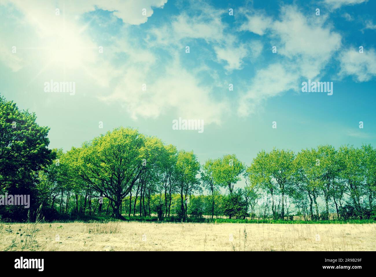 Los árboles de un verde paisaje de verano con cielo espectacular Foto de stock