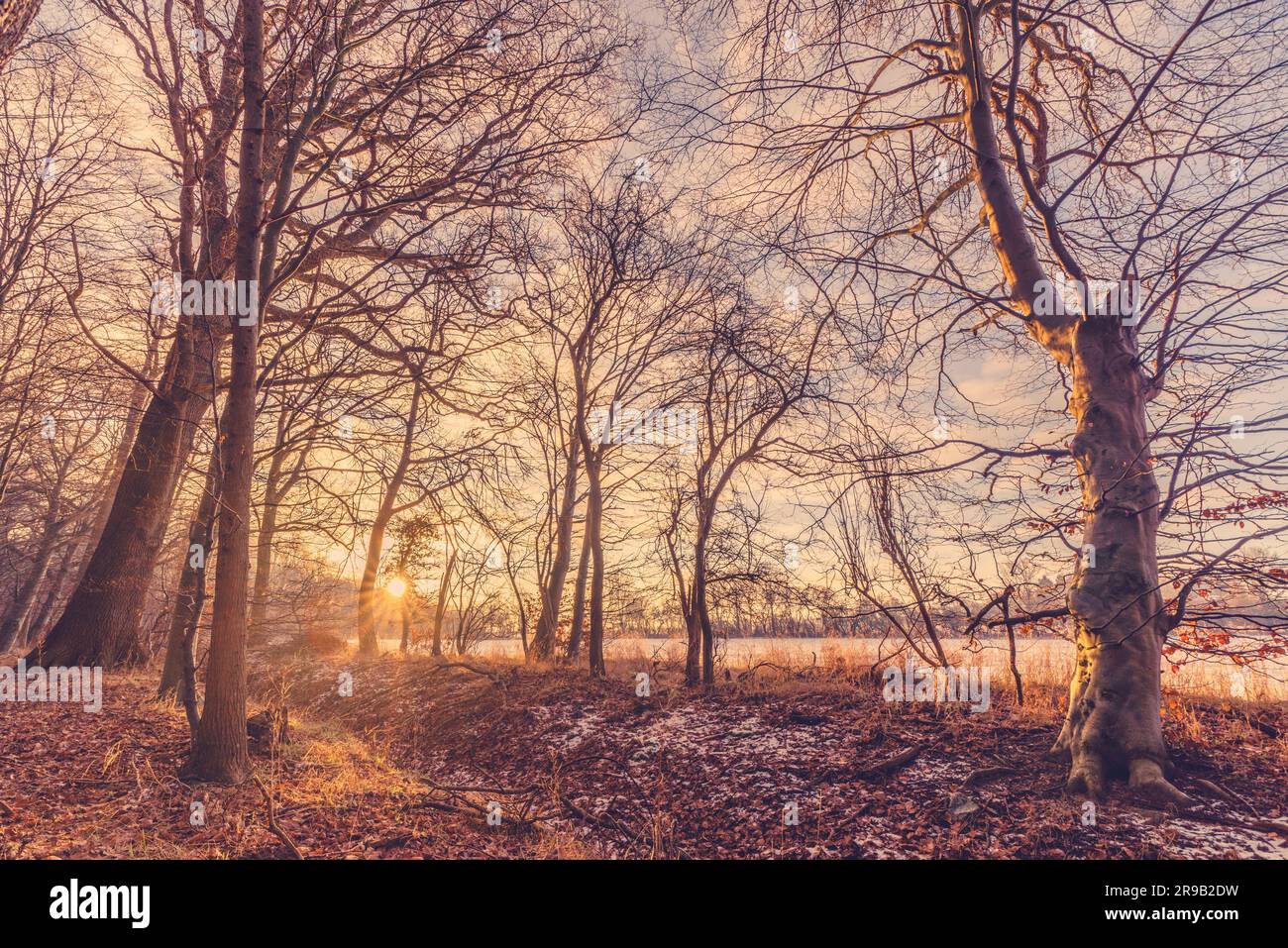 Mañana de invierno en el bosque con un hermoso amanecer Foto de stock