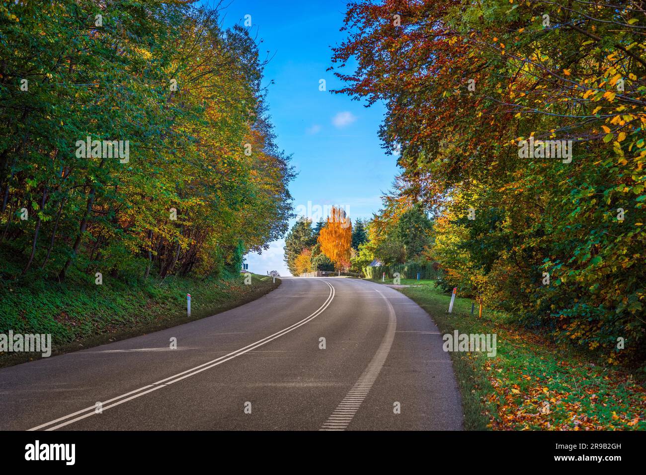 Coloridos árboles por una carretera curva en el otoño Foto de stock