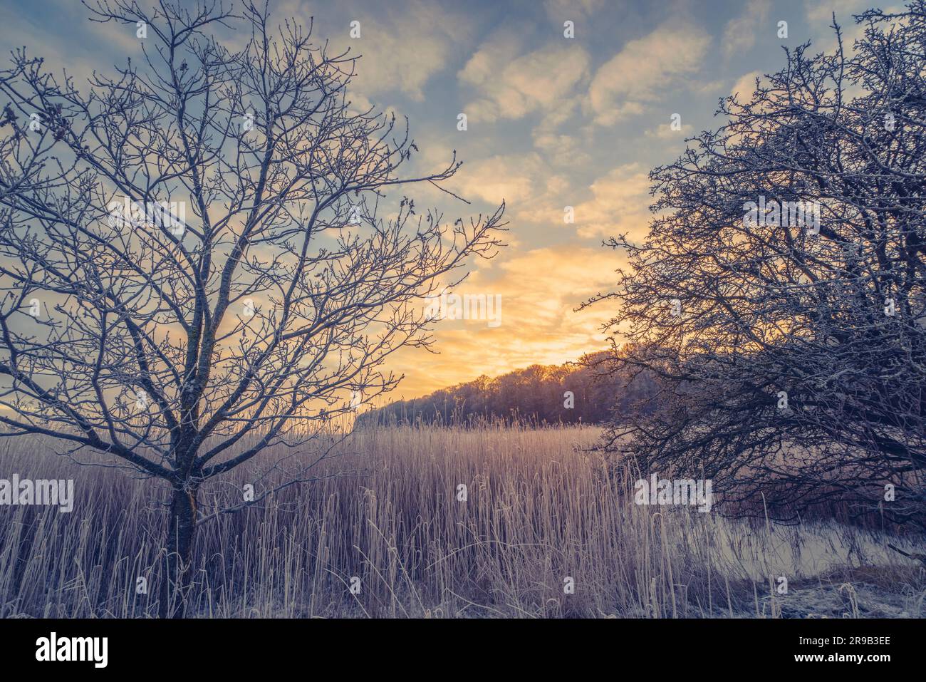 Paisaje paisaje invernal con árboles en el amanecer Foto de stock
