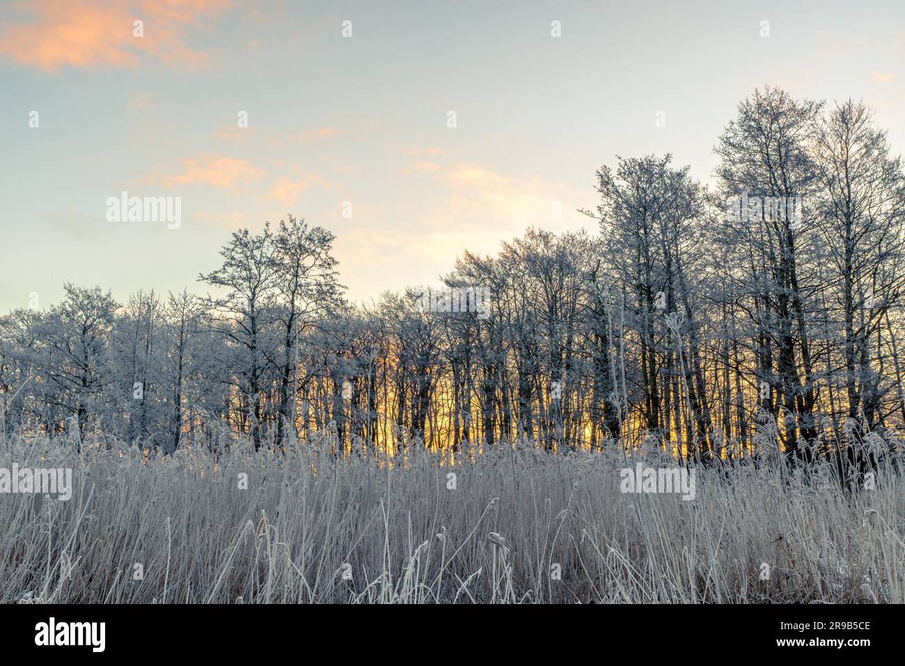 La escarcha sobre árboles en el amanecer en el invierno Foto de stock