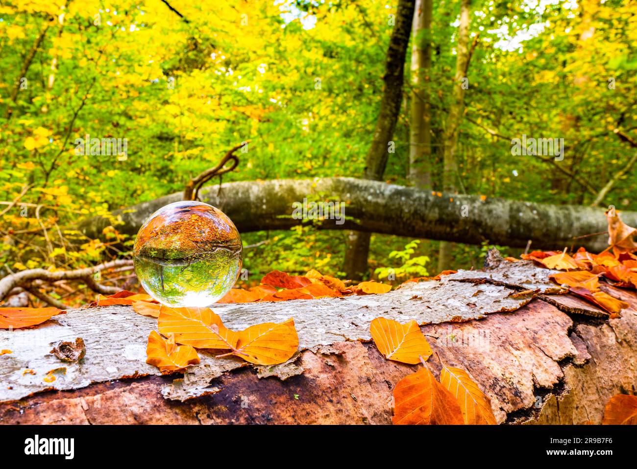 Bola de cristal en un tronco de madera en un bosque con hojas de otoño en el otoño Foto de stock