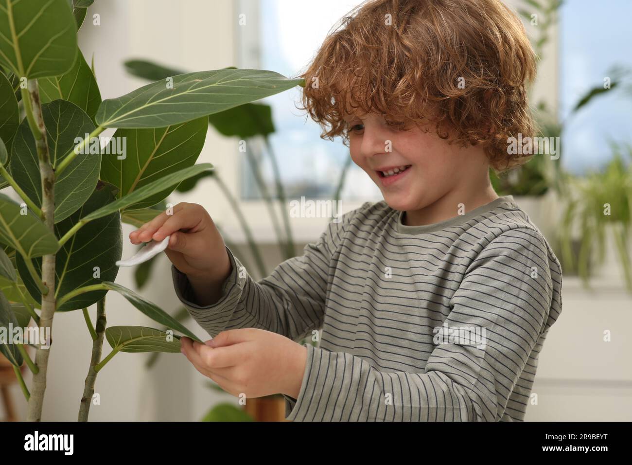 Niño pequeño que limpia las hojas de la planta con algodón en casa.  Decoración de la casa Fotografía de stock - Alamy