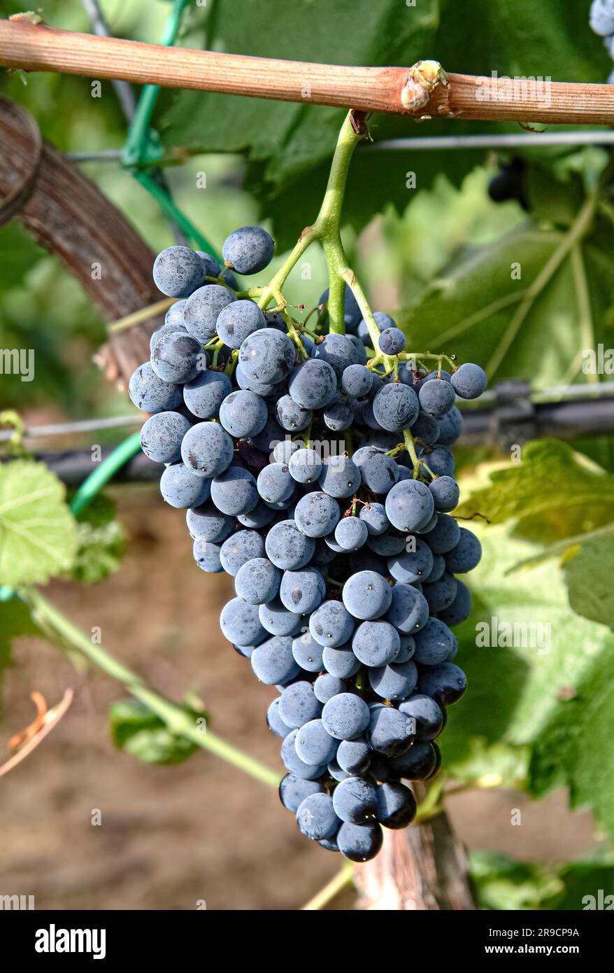 Italia Sicilia Ramo de uvas Nero d'Avola Foto de stock