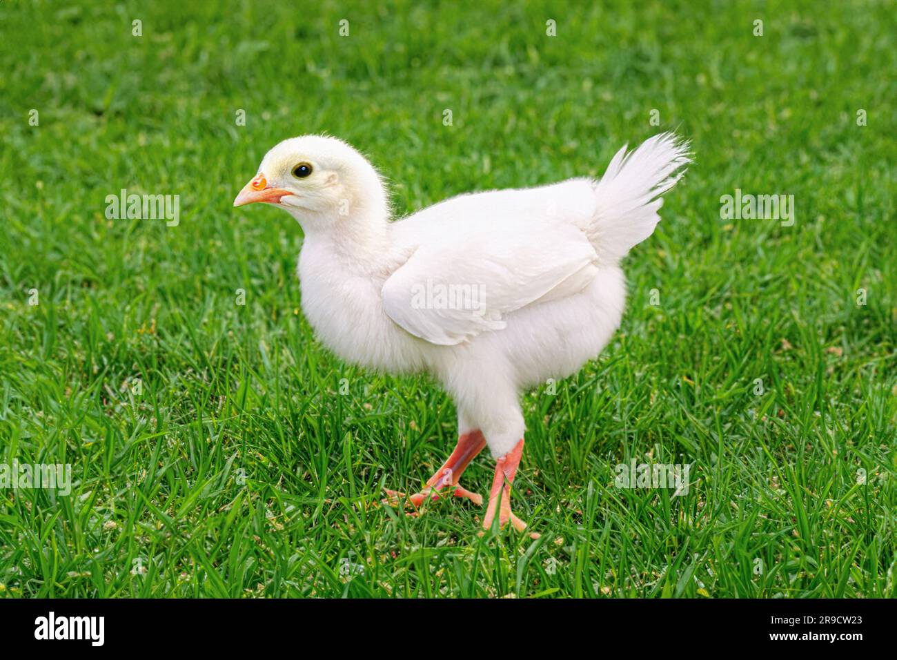 Carreras de pollo fotografías e imágenes de alta resolución - Página 2 -  Alamy