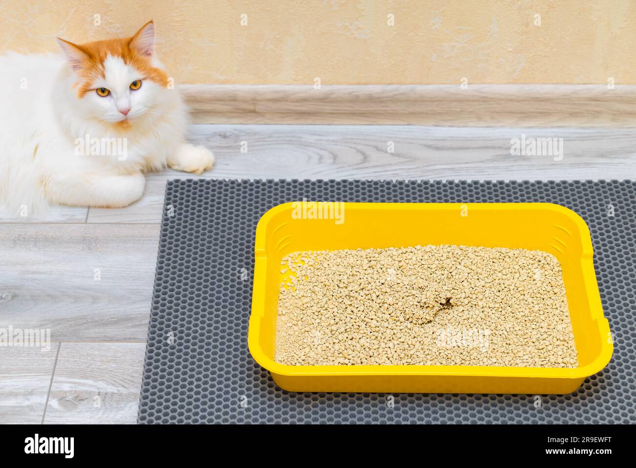 hay una caja de arena para gatos en la habitación. el gato fue al baño. gato  sentado junto a la caja de arena. Foto de alta calidad Fotografía de stock  - Alamy