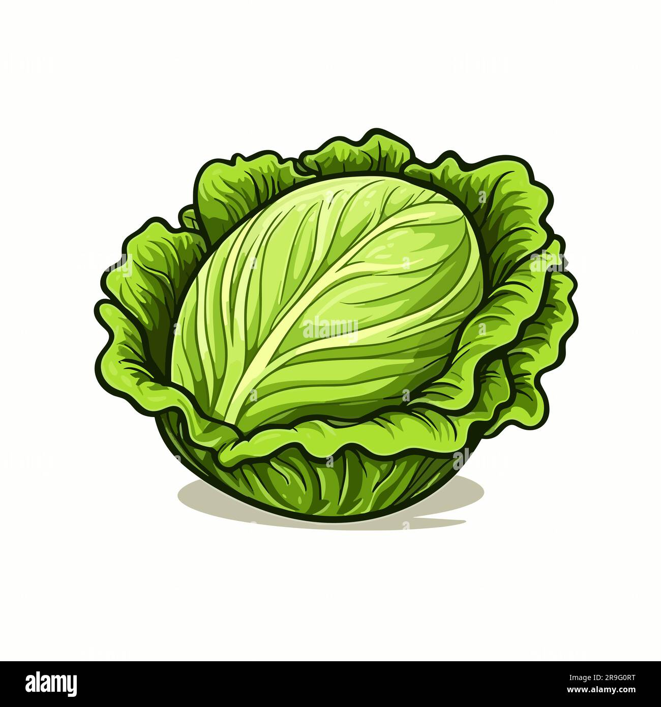 Lechuga. Lechuga dibujado a mano ilustración. Vector doodle estilo ...