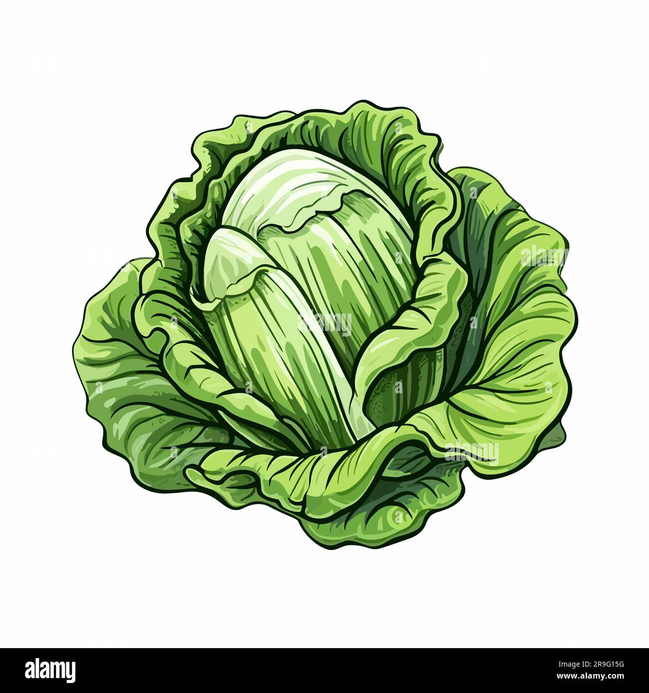 Lechuga. Lechuga dibujado a mano ilustración. Vector doodle estilo