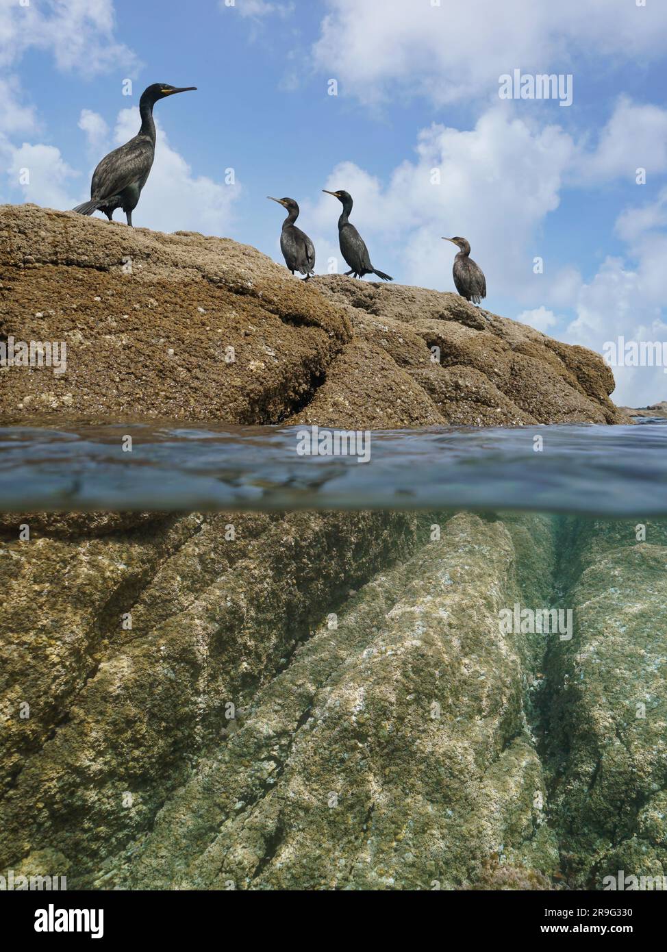 Aves cormoranes de pie en una roca en la orilla del mar, vista de nivel dividido sobre y debajo de la superficie del agua, océano Atlántico, España, Galicia Foto de stock