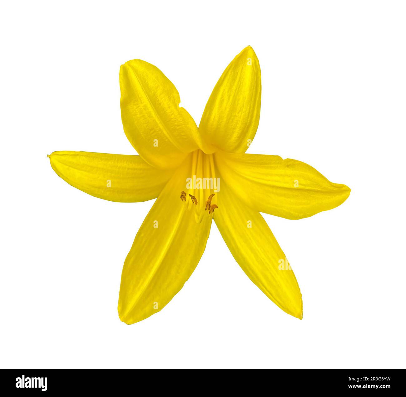 Flor floreciente de verano de lirio amarillo aislado sobre fondo blanco con trazado de recorte. Hemerocallis lilioasphodelus. Hierba perenne floreciente. Amarillo Foto de stock
